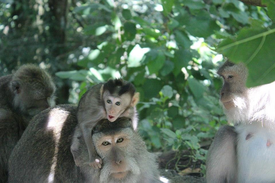 Bali Monkey